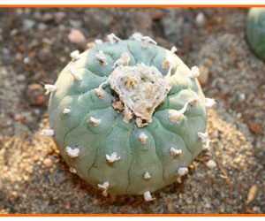 Buy Mescaline Cacti Online | Order mescaline cactus | psychedelicshightime.com